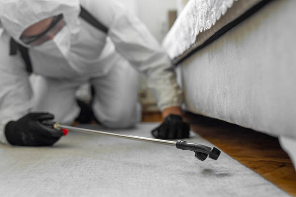 Professional Bed Bug Control technician working in Spring Valley, IL